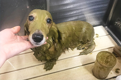 通常オプションメニュー