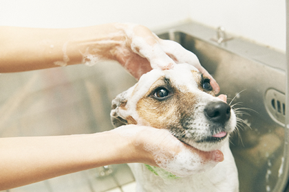 クイックシャンプーコース